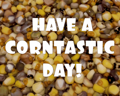 A Pile Of Corn With The Words " Have A Corntastic Day " GIF