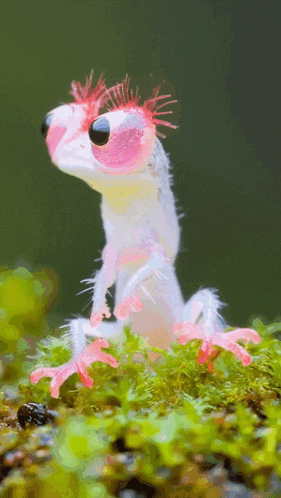 A Pink And White Frog With A Wig On Its Head Is Sitting In The Grass GIF