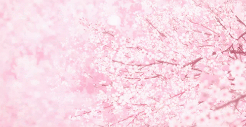 A Pink Background With Cherry Blossoms On A Tree GIF