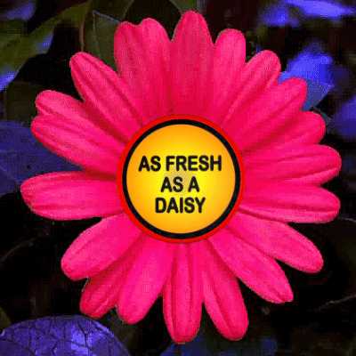 A Pink Flower With A Yellow Button That Says As Fresh As A Daisy GIF