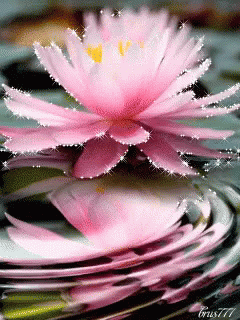 A Pink Flower With A Yellow Center Is Floating In A Pond GIF