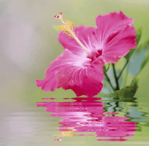 A Pink Flower With A Yellow Center Is Reflected In A Body Of Water GIF