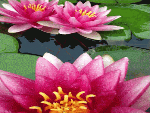 A Pink Flower With A Yellow Center Is Surrounded By Green Leaves GIF