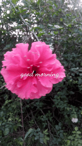 A Pink Flower With The Words " Good Morning " On It GIF