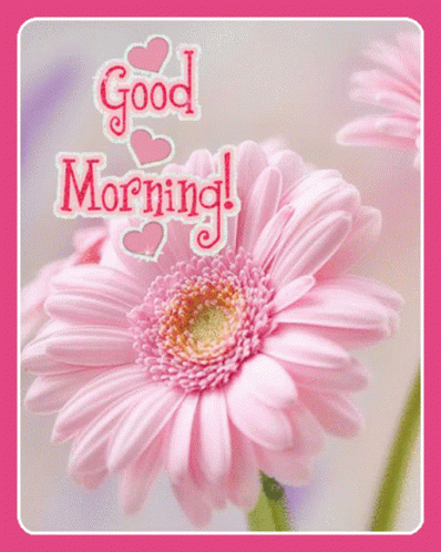 A Pink Flower With The Words " Good Morning " Written On It GIF