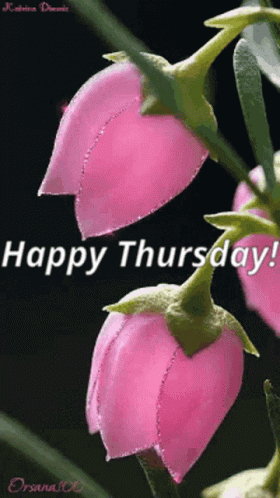 A Pink Flower With The Words Happy Thursday Written On It GIF