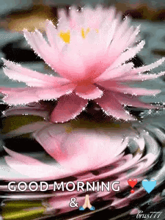 A Pink Lotus Flower Is Floating In The Water With The Words `` Good Morning '' Written Below It . GIF