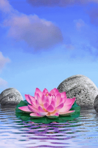 A Pink Lotus Flower Is Floating On A Green Leaf In A Body Of Water GIF