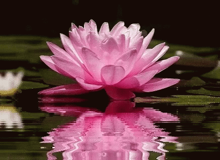 A Pink Lotus Flower Is Floating On Top Of A Pond . GIF