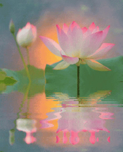 A Pink Lotus Flower Is Reflected In A Pond GIF