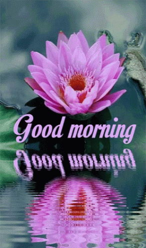 A Pink Lotus Flower Is Reflected In The Water With The Words Good Morning GIF