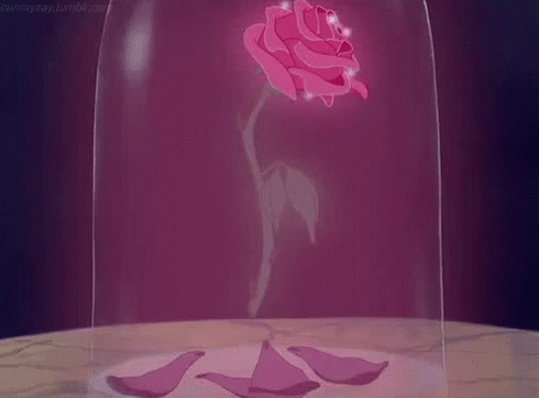 A Pink Rose In A Glass Dome From Beauty And The Beast GIF