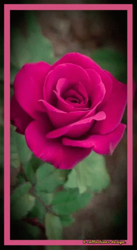 A Pink Rose Is Surrounded By Green Leaves And Has A Pink Frame Around It GIF