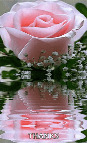 A Pink Rose With Baby 'S Breath Is Reflected In The Water GIF