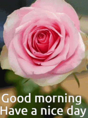 A Pink Rose With The Words Good Morning Have A Nice Day Written Below It GIF
