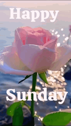 A Pink Rose With The Words `` Happy Sunday '' Above It GIF