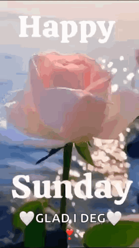 A Pink Rose With The Words `` Happy Sunday Glad I Deg '' On It GIF
