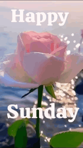 A Pink Rose With The Words `` Happy Sunday '' Written Below It . GIF