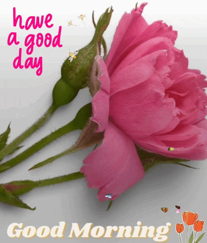 A Pink Rose With The Words Have A Good Day And Good Morning GIF
