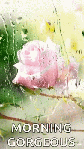 A Pink Rose With Water Drops On It And The Words Morning Gorgeous GIF