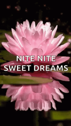 A Pink Water Lily With The Words `` Nite Nite Sweet Dreams '' Written On It GIF