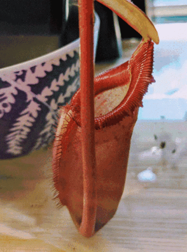 A Pitcher Plant Sitting On A Table With A Bowl In The Background GIF
