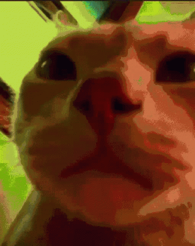 A Pixelated Close Up Of A Cat 'S Face GIF