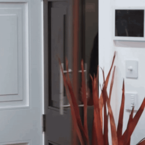 A Plant Is In Front Of A White Door GIF