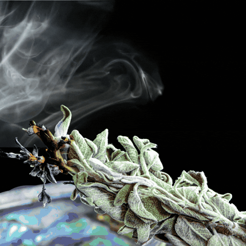 A Plant With Smoke Coming Out Of It And A Black Background GIF