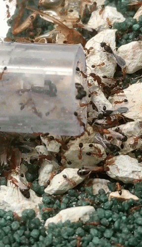 A Plastic Container Filled With Ants Is Sitting On A Pile Of Green Rocks GIF