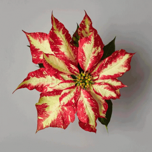 A Poinsettia Flower With Red And Yellow Leaves And A Yellow Center GIF
