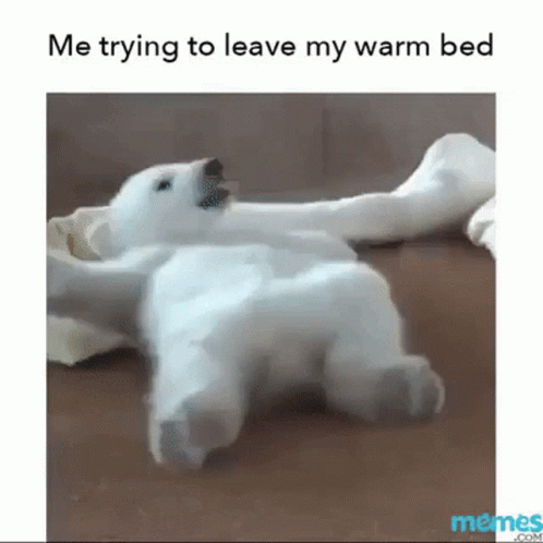 A Polar Bear Cub Is Laying On Its Back On A Wooden Floor . GIF