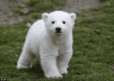 A Polar Bear Cub Is Walking In The Grass And Looking At The Camera GIF