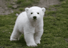 A Polar Bear Cub Is Walking In The Grass And Looking At The Camera GIF