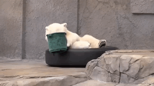 A Polar Bear Is Laying On A Tire With A Green Bucket In Its Mouth GIF