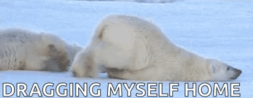 A Polar Bear Is Laying On Its Back In The Snow With The Words Dragging Myself Home Below It . GIF