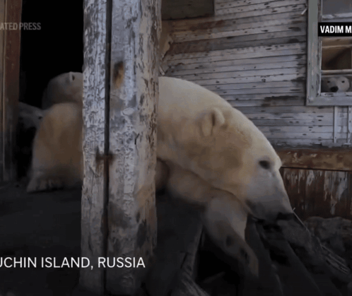 A Polar Bear Is Standing In Front Of A Building That Says ' John Island Russia ' On The Bottom GIF