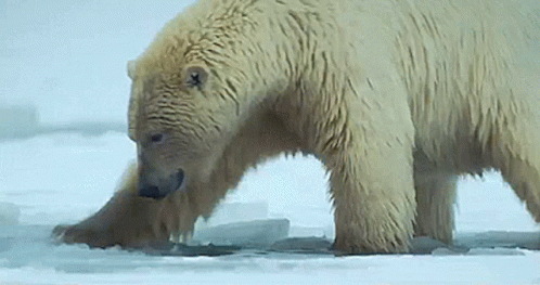 A Polar Bear Is Standing In The Snow And Looking At Something GIF