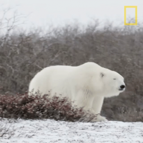 A Polar Bear Is Standing In The Snow With A National Geographic Logo In The Corner GIF