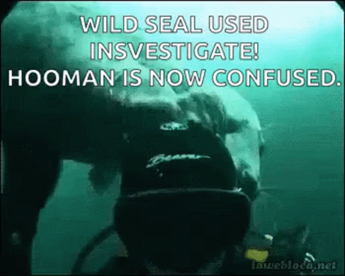 A Polar Bear Is Swimming In The Ocean With A Scuba Diver . GIF