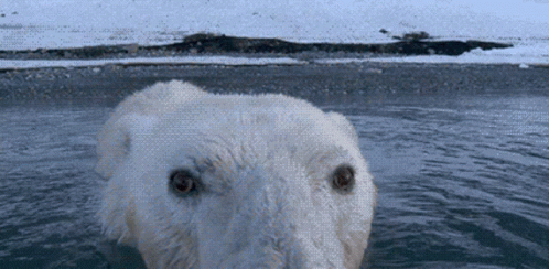 A Polar Bear Is Swimming In The Water Looking At The Camera GIF
