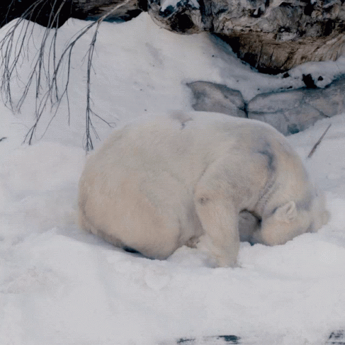 A Polar Bear Laying In The Snow With Its Head In The Dirt GIF