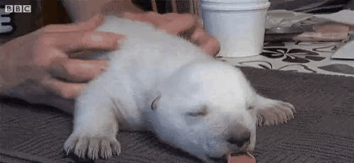 A Polar Bear Puppy Is Sleeping On A Table With A Cup Of Coffee . GIF