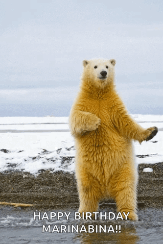 A Polar Bear Standing On Its Hind Legs With The Words Happy Birthday Marinabina On The Bottom GIF