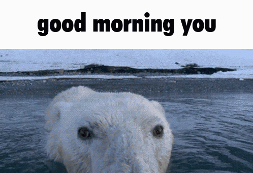 A Polar Bear Swimming In The Water With The Words Good Morning You Below It GIF
