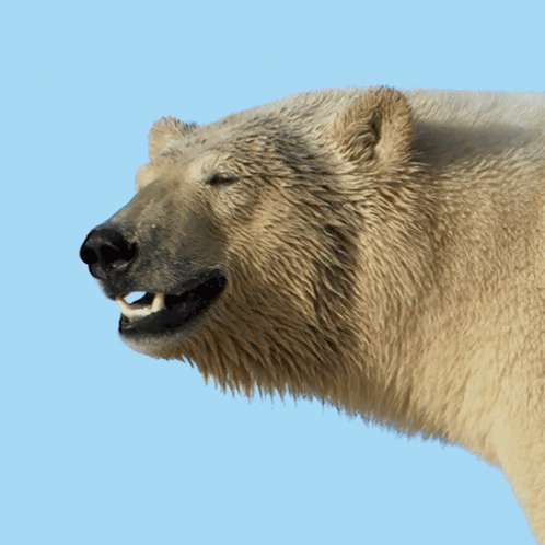 A Polar Bear With Its Mouth Open And Teeth Showing GIF