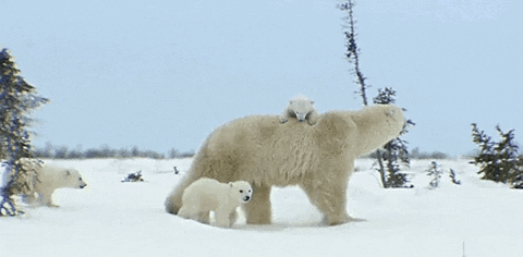 A Polar Bear With Two Cubs On Its Back GIF
