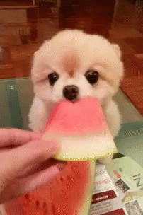 A Pomeranian Dog Is Eating A Slice Of Watermelon GIF