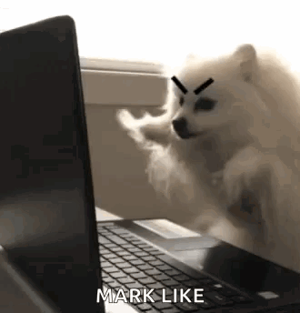A Pomeranian Dog Is Sitting On Top Of A Laptop Computer . GIF
