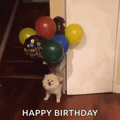A Pomeranian Dog Is Standing Next To A Bunch Of Balloons And A Door . GIF